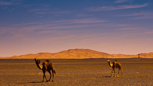 sunrise desert dune panasonic explore morocco maroc désert merzouga ergchebbi gf1 flickrexplore leverdusoleil explored โมร็อกโก ทะเลทราย