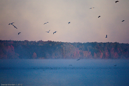 morning autumn light seagulls lake fall water fog bells sunrise canon dawn golden nc northcarolina denise goldenhour jordanlake worden 450d deniseworden