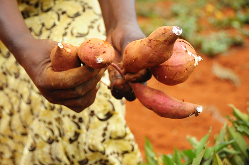 education kenya sweet potato drought educational agriculture climatechange climate adaptation outreach eastafrica mitigation foodsecurity ccafs amkn cgiarclimate farmertestimonials kiaragana