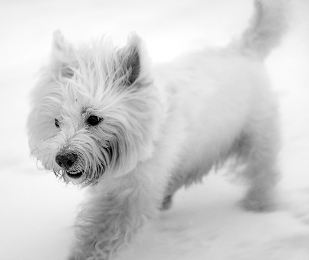 Terrier in snow