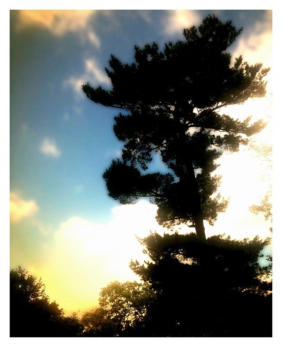 sunset blur tree silhouette pine clouds iphone
