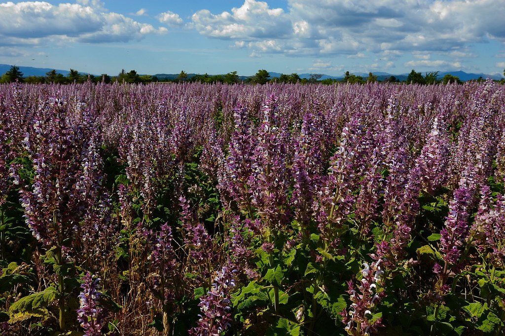 Smell The Spring of Magic And Violet Provence in France