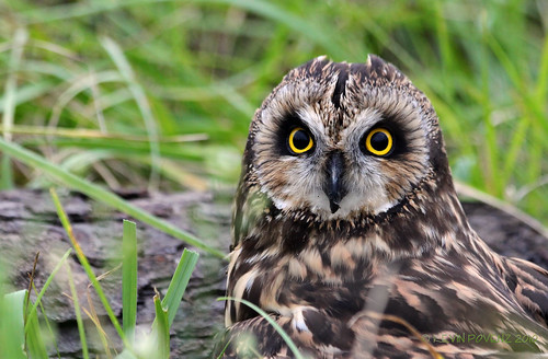holland bird nature america photography outdoor michigan owl birdsofprey odc westmichigan outdoordiscoverycenter canont1i