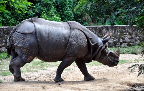 assam guwahati captivity ner d90 rhinocerosunicornis indianrhinoceros onehornedrhino rhineceros protectionandpreservationofwildlife prideofassam
