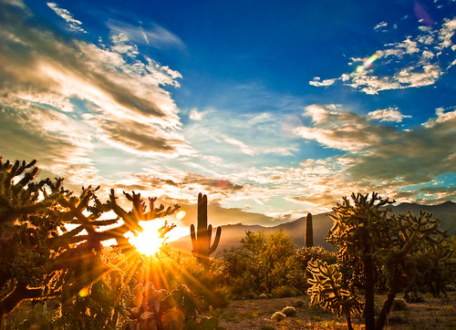 arizona clouds sunrise saguaro saguaronationalpark cholla sunflare lsclcomp