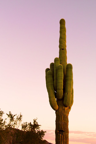 arizona cactus usa sunrise unitedstatesofamerica saguaro pinalcounty scenicsnotjustlandscapes