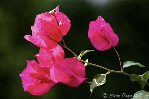 pink flowers red sunlight green leaves sunshine canon eos bokeh stevepage centralflorida itail winterparkflorida platinumphoto stephenpage 100commentgroup canon5dmarkii canonef100mmf28lisusmmacro pagephotos