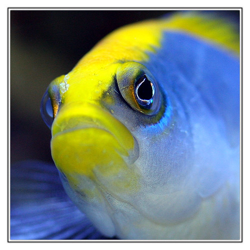 fish sunrise aquarium tank reef poisson saltwater dottyback pseudochromis récifal flavivertex