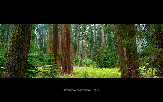 Sequoia Forest - 2