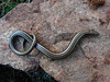 <a href="http://www.flickr.com/photos/taurielloanimaliorchidee/5174856240/">Photo of Chalcides chalcides by Matteo Paolo Tauriello</a>