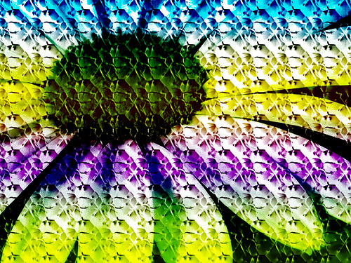 county flower texture college colors composite digital photoshop fun photography photo petals student md bright image vivid maryland manipulation course adobe saturation learning daisy editing intro hue postproduction adjustment edit frostburg allegany compositing introduction saturate cs5 javcon117 frostphotos