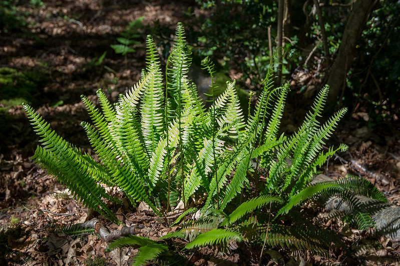 Hard Fern - surprisingly common on the lime rich soils around East Creech.