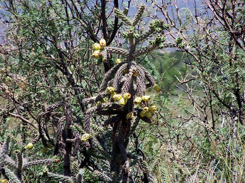 arizona cactus cholla