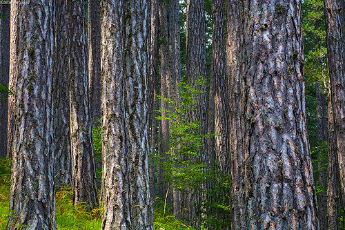 park trees green colors forest landscape photography country pines national kostas pindos petrakis vallia kalnta