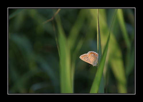 green butterfly countryside sunsetlight fujifilmfinepixs5pro bressa afsdxnikkor18105mmf3556gedvr