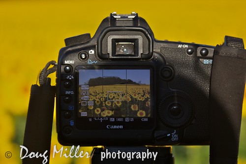 geotagged f456 aperture3 sunflowersef2890mm