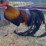 Rooster at NYS Fair
