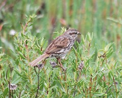 Song Sparrow DEFWR F 6-9-10 06