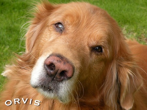 Orvis Cover Dog Contest - Dillon