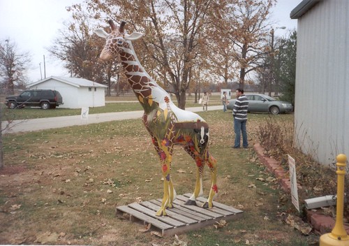 county community indiana giraffe vermillion cayugaauction