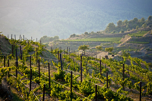 landscape geotagged spain vines wine september textures catalunya winecountry 2010 priorat catavino harvest2010 geo:lat=4119516962043193 geo:lon=07769394322242595