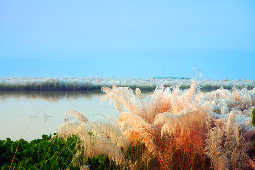 morning blue sky water river bangladesh padma kash rajshahi mohammadmustafizurrahman saccharumspontaneum kansgrass