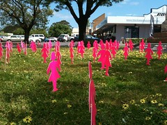 Mini-Field of Pink Ladies at BUC