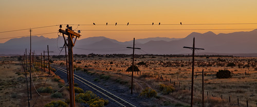 railroad newmexico birds telephone amtrak telephonewires lamy amtrakrailroad