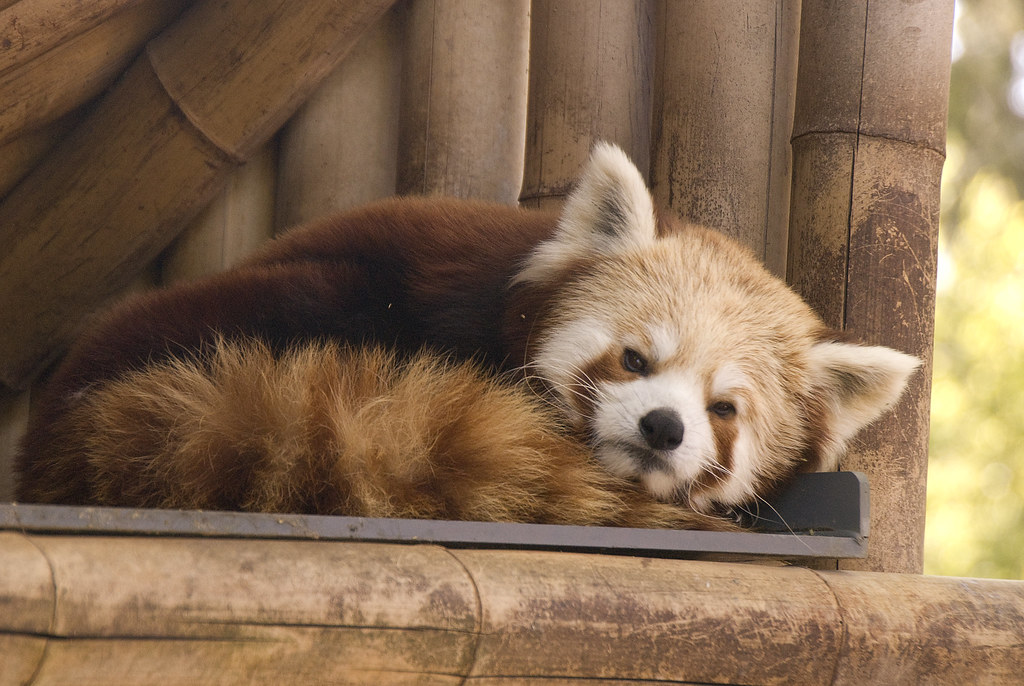 Petit panda roux se réveille