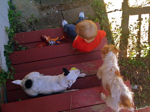 family dog pet pets kids project indiana louisville 365 babysitting jeffersonville 365project