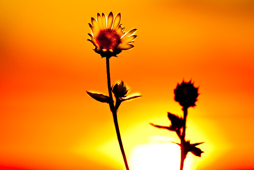 sunset art dramatic sunflower