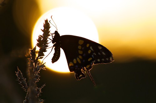 sunset outdoors butterflies insects wv blackswallowtail swallowtails pentaxart pentaxk7 abokehoflight