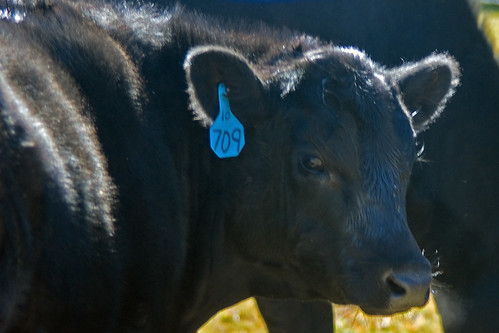 ranch west cow colorado calf frontier rhea