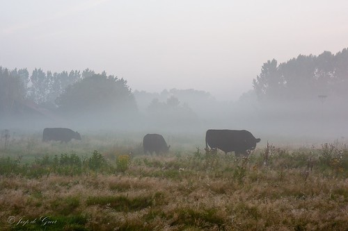 trees fog cows meadow