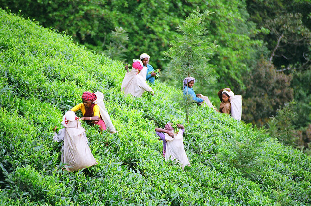 Tea Pickers In Wayanad