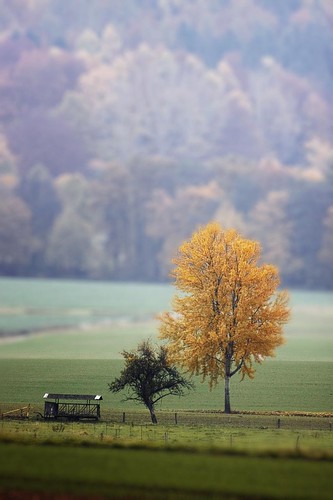 autumn tree fall nature landscape deutschland herbst natur birch landschaft baum birke niedersachsen hemeln