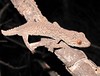 <a href="http://www.flickr.com/photos/eyeweed/5041756554/">Photo of Strophurus williamsi by eyeweed</a>