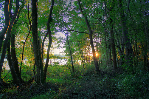 sunset lake nc woods desiree garner stover lakebenson photocontestfall10 desireestover