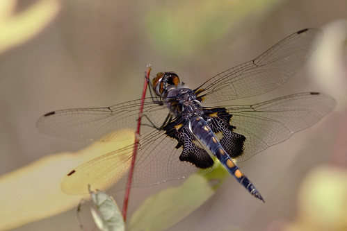insect dragonfly nj swamp greatswamp thegreatswamp