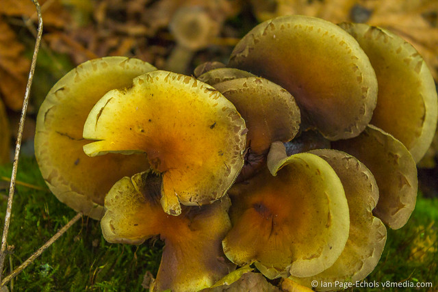 Serrated mushrooms