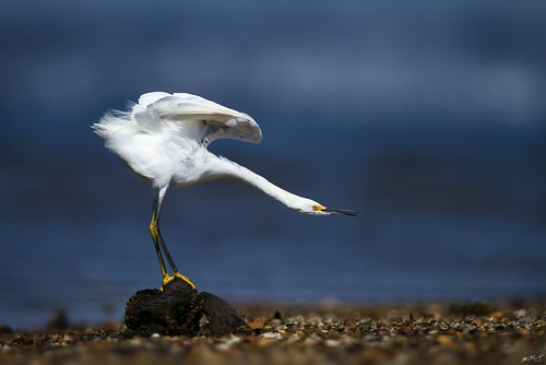 bird beach nature birds canon wildlife stretch 7d egret snowyegret wildbirds 600mm