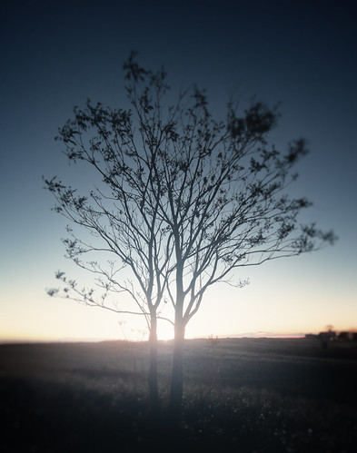 morning tree photoshop sunrise horizon
