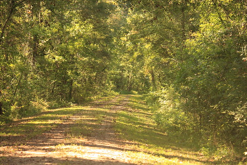trees nature forest louisiana atchafalaya atchafalayabasin path indianbayou