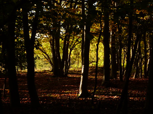 autumn trees light fall leaves woods colours shadows forrest branches shapes paths