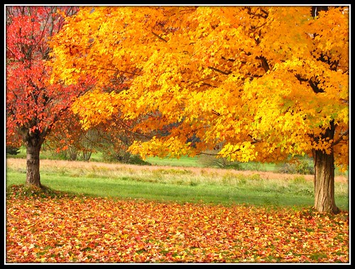 autumn red ny newyork fall leaves yellow asp alleganystatepark quakerlake
