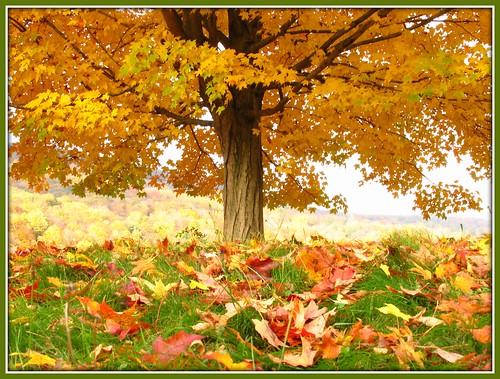 autumn ny newyork fall leaves yellow asp sugarmaple alleganystatepark quakerlake
