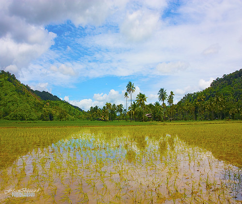 trees sky plants mountain reflection nature field clouds canon landscape rice coconut philippines palm ricefield mindanao pagadian bayog frozenblizzard