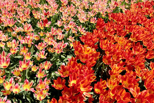 colourful colours composition earth nature outdoor paysage perspective scenery scenic travel view vista extérieur flora landscape park europe netherlands keukenhof flowers tulip tulips red rouge