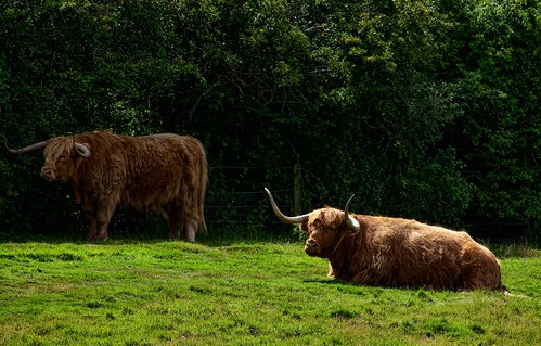 geotagged scotland cow dundee horns coo highlandcoo geo:lat=56457293 geo:lon=3046535