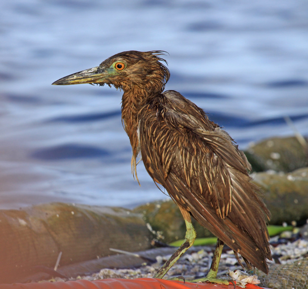 Black-crowned Night-Heron soaked with oil in Barataria Bay